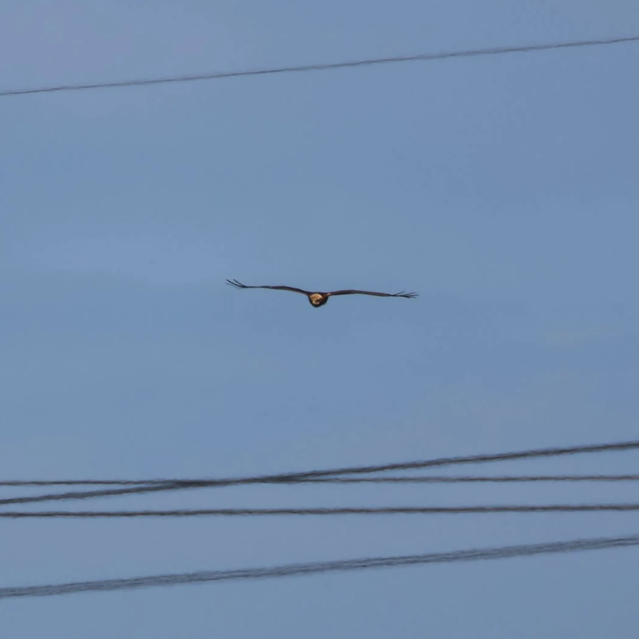 captioned bird of prey